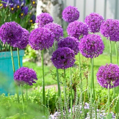 Allium Purple Sensation 